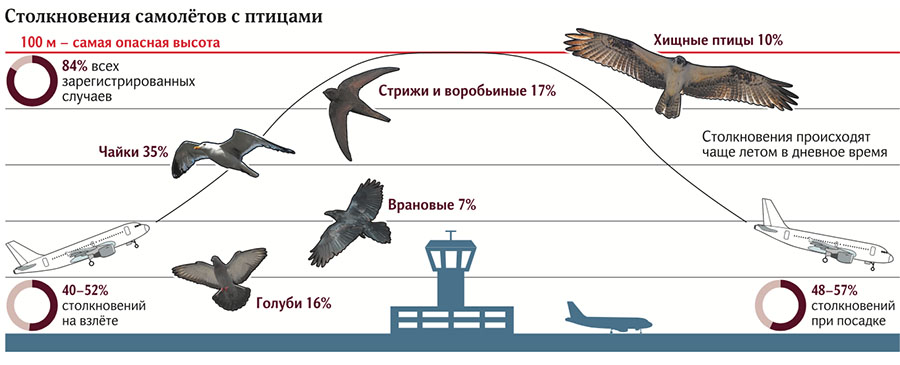 Столкновения самолетов с птицами